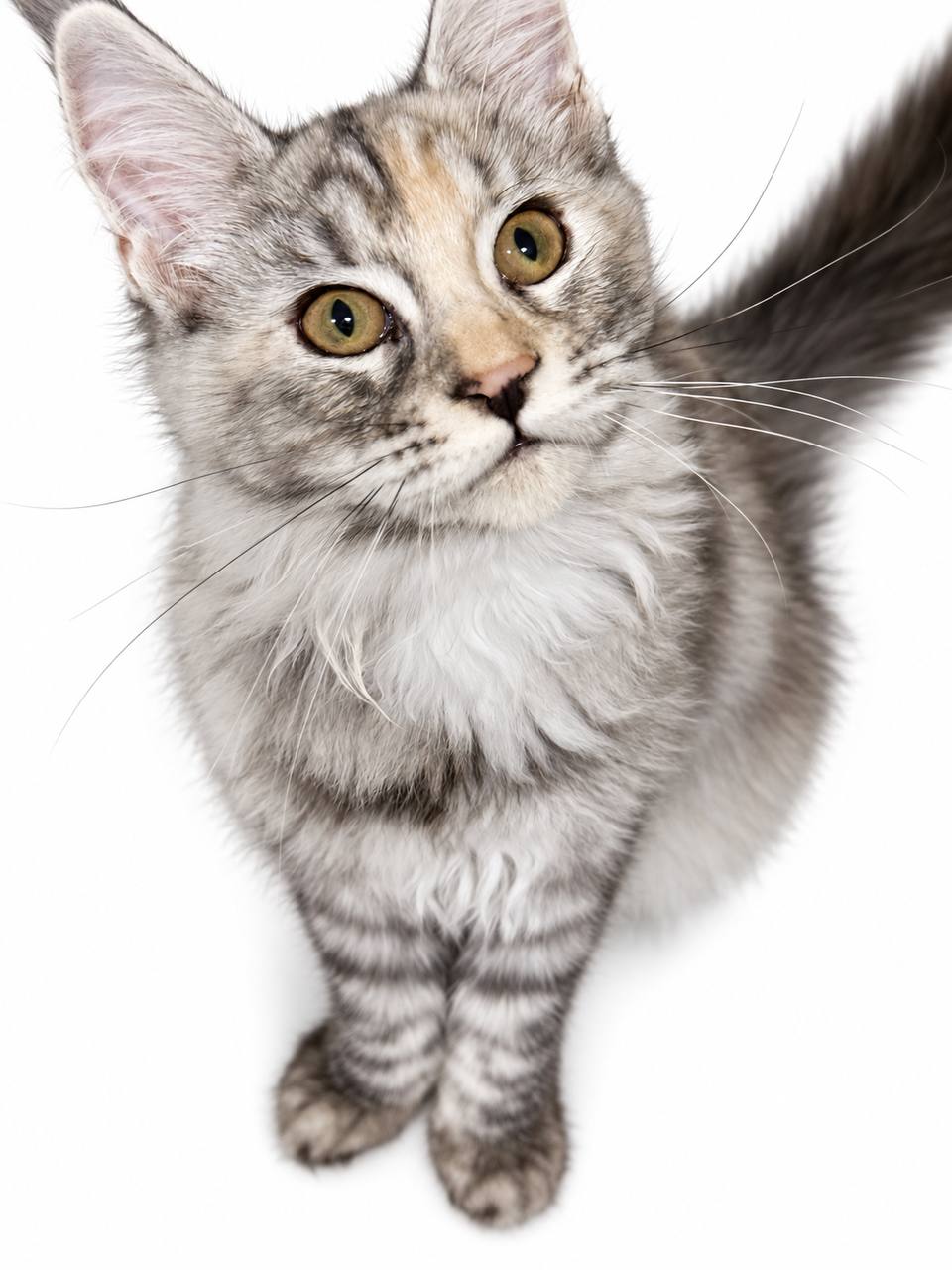 🩶 Sophie — Beautiful Female Maine Coon Kitten 🩶