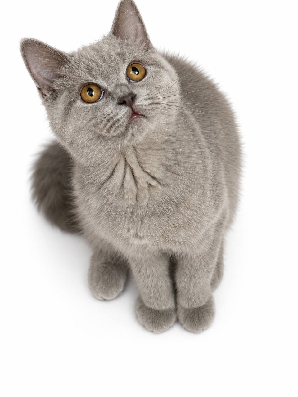 🐾 Cookie — Beautiful Lilac British Shorthair Male Kitten 🐾