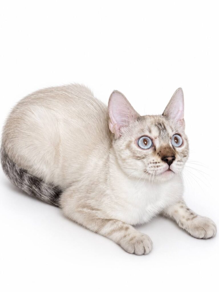 Bengal