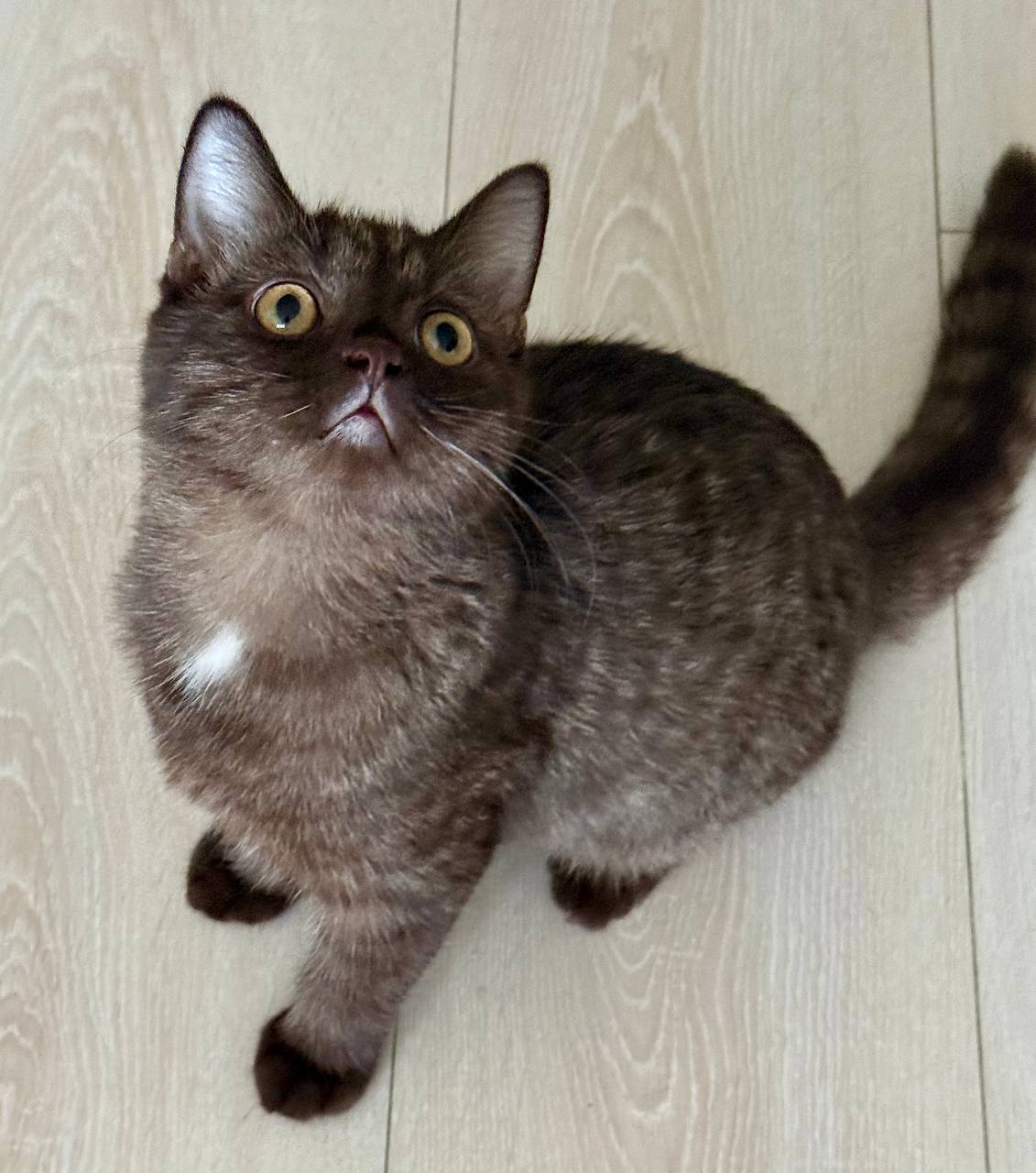 🐱 Meet Toby — Handsome Chocolate British Shorthair Kitten Available Now!