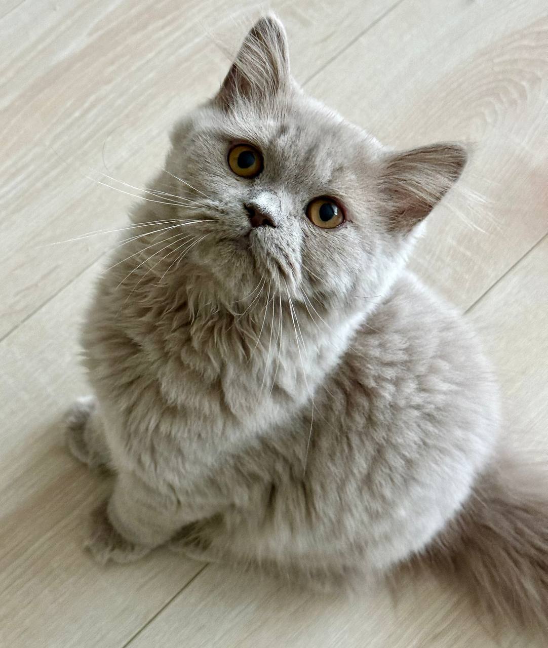 🐱 Meet Felix — Gorgeous Lilac British Longhair Kitten Available Now!