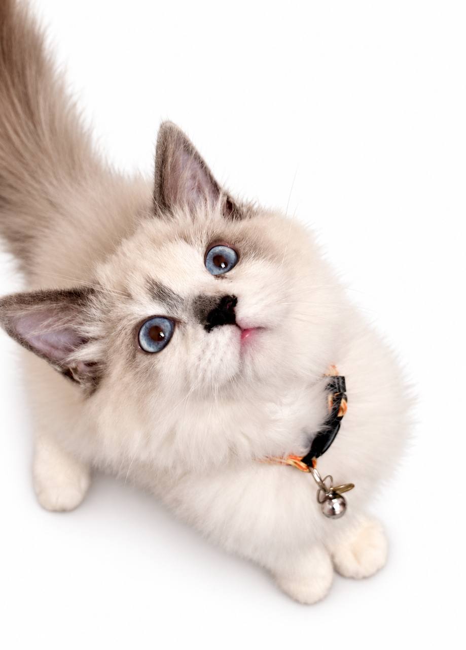 💙 Dorian — Handsome Seal Point Mitted Male Ragdoll Kitten 💙